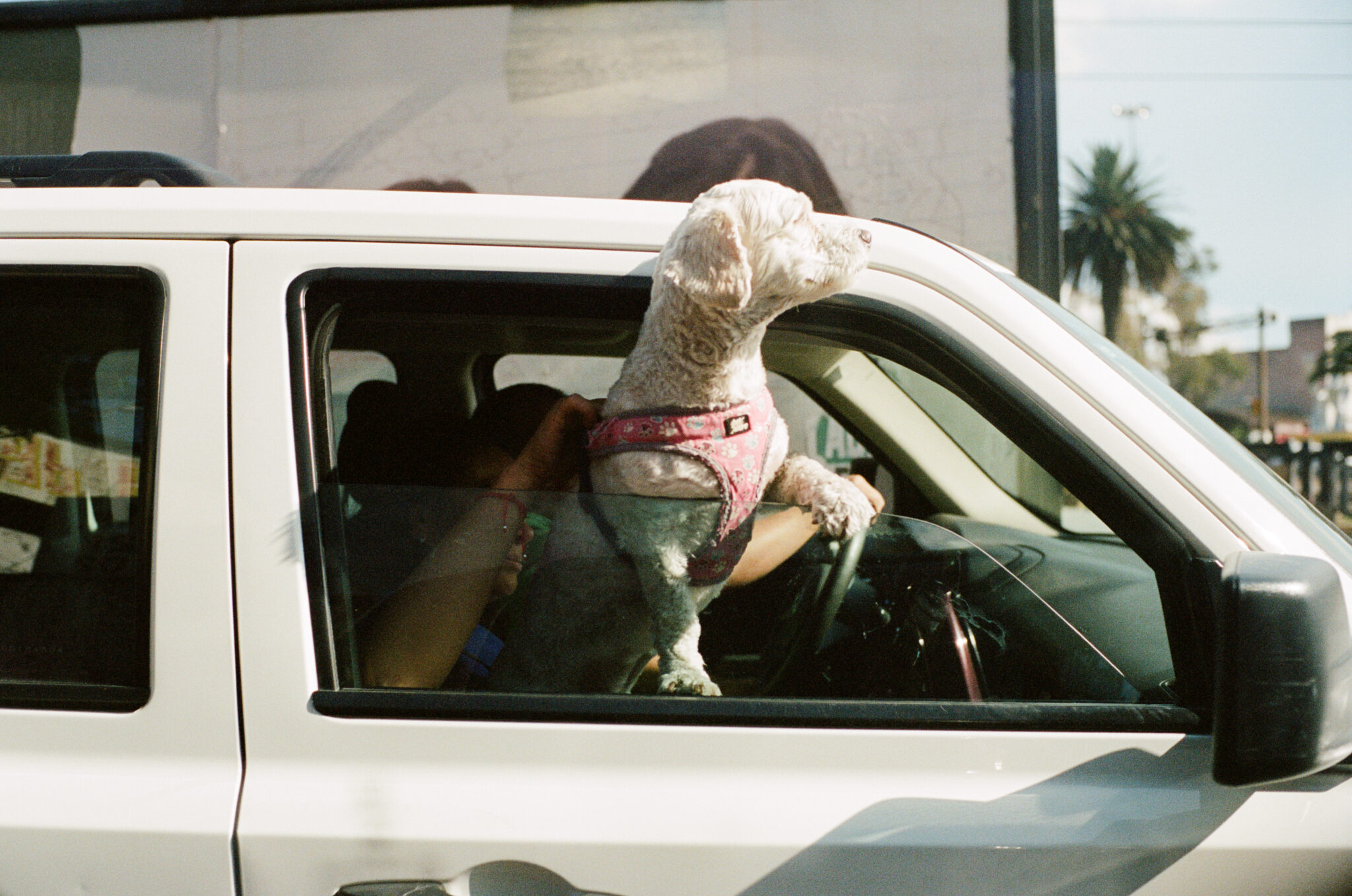 Dog looking out of a car
