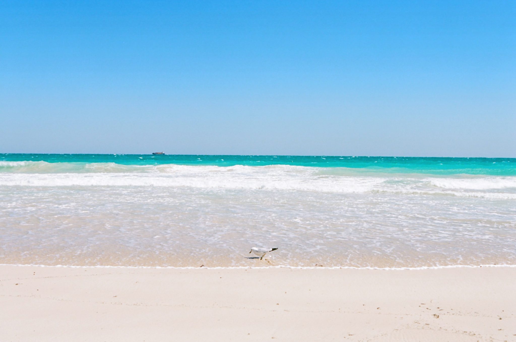 Picture of a beach with a seagul