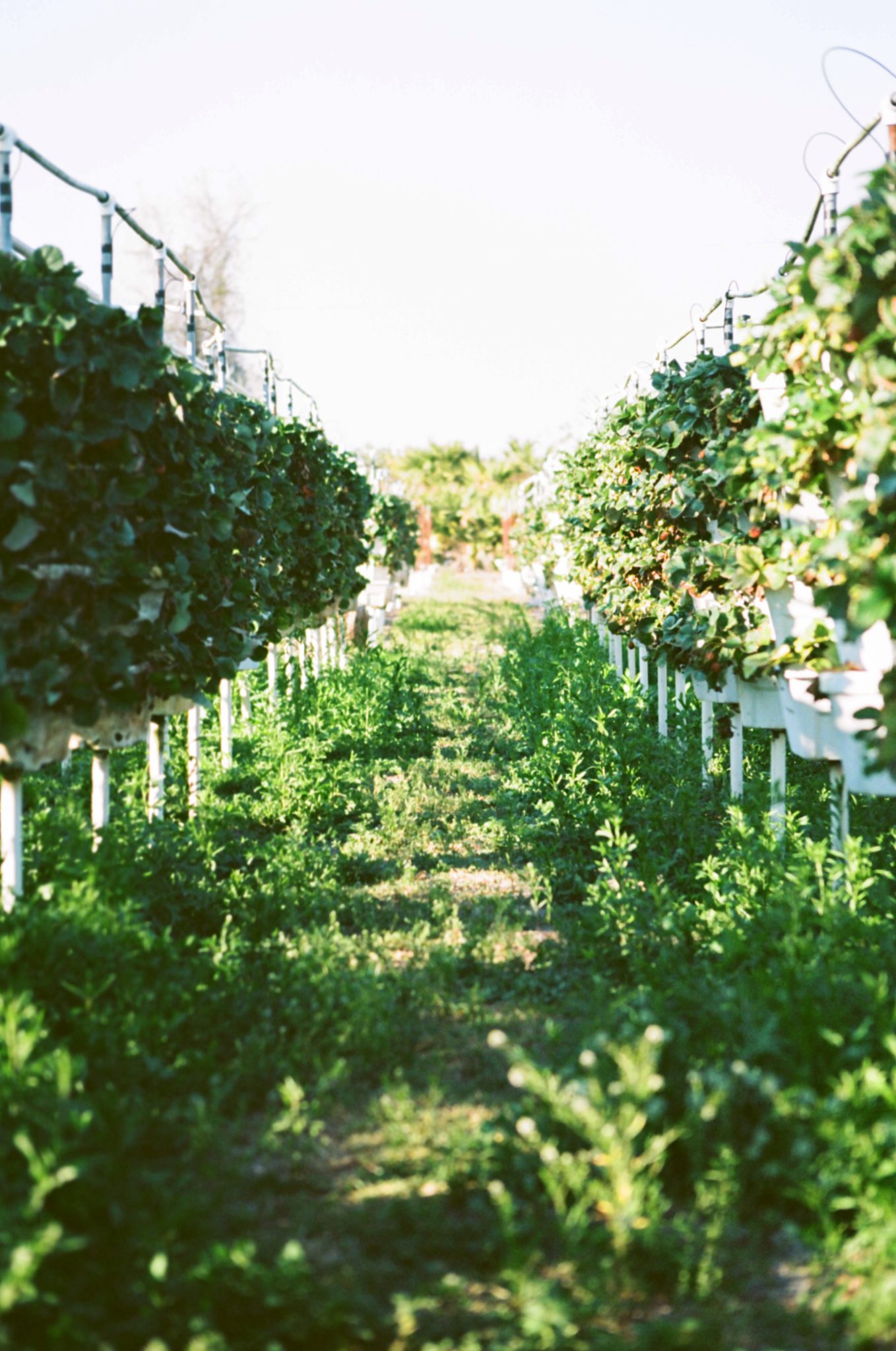 Color picture of vines